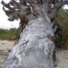 drift wood 2