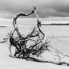 drift wood