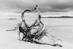 drift wood