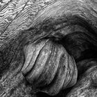 drift wood, malcolm island, canada