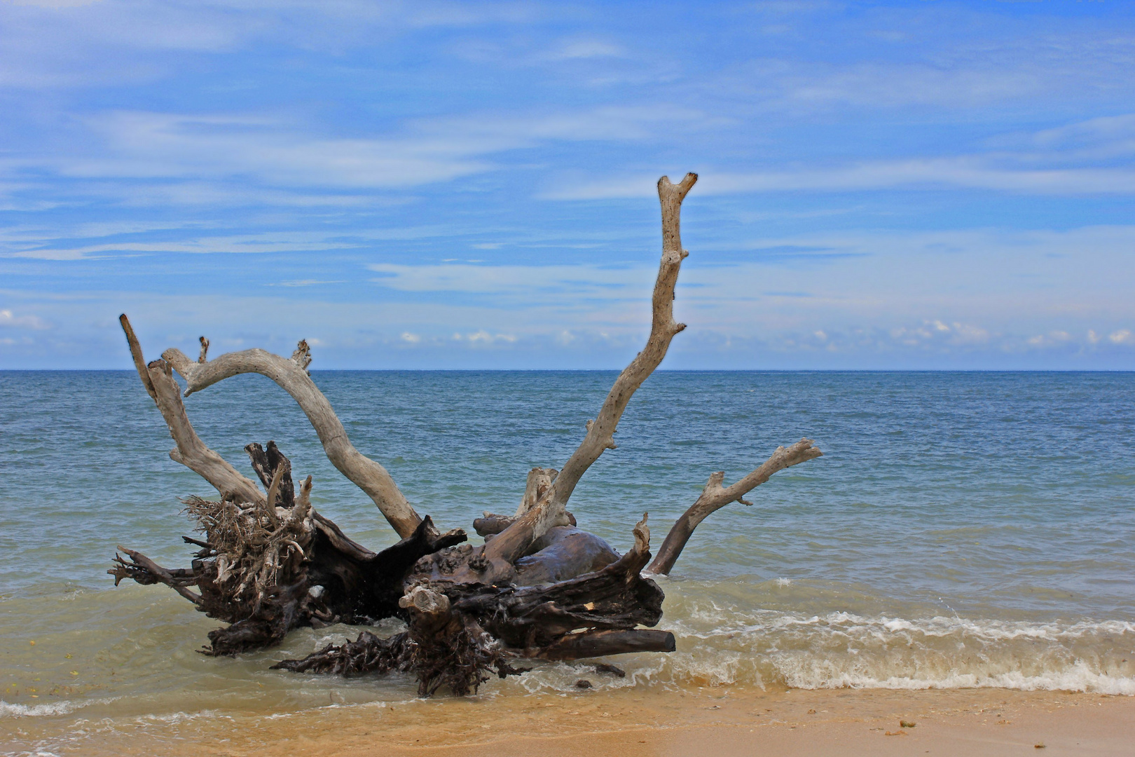 drift woods on the shore line