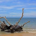 drift woods on the shore line