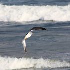 Drifting through the Irish wind