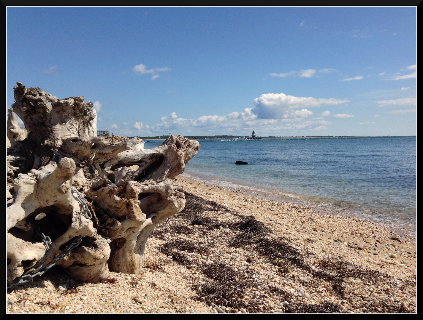 Driftwood