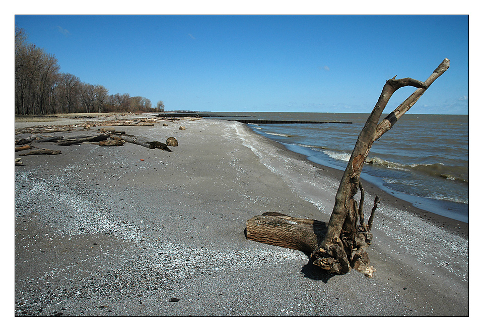 Driftwood (2)