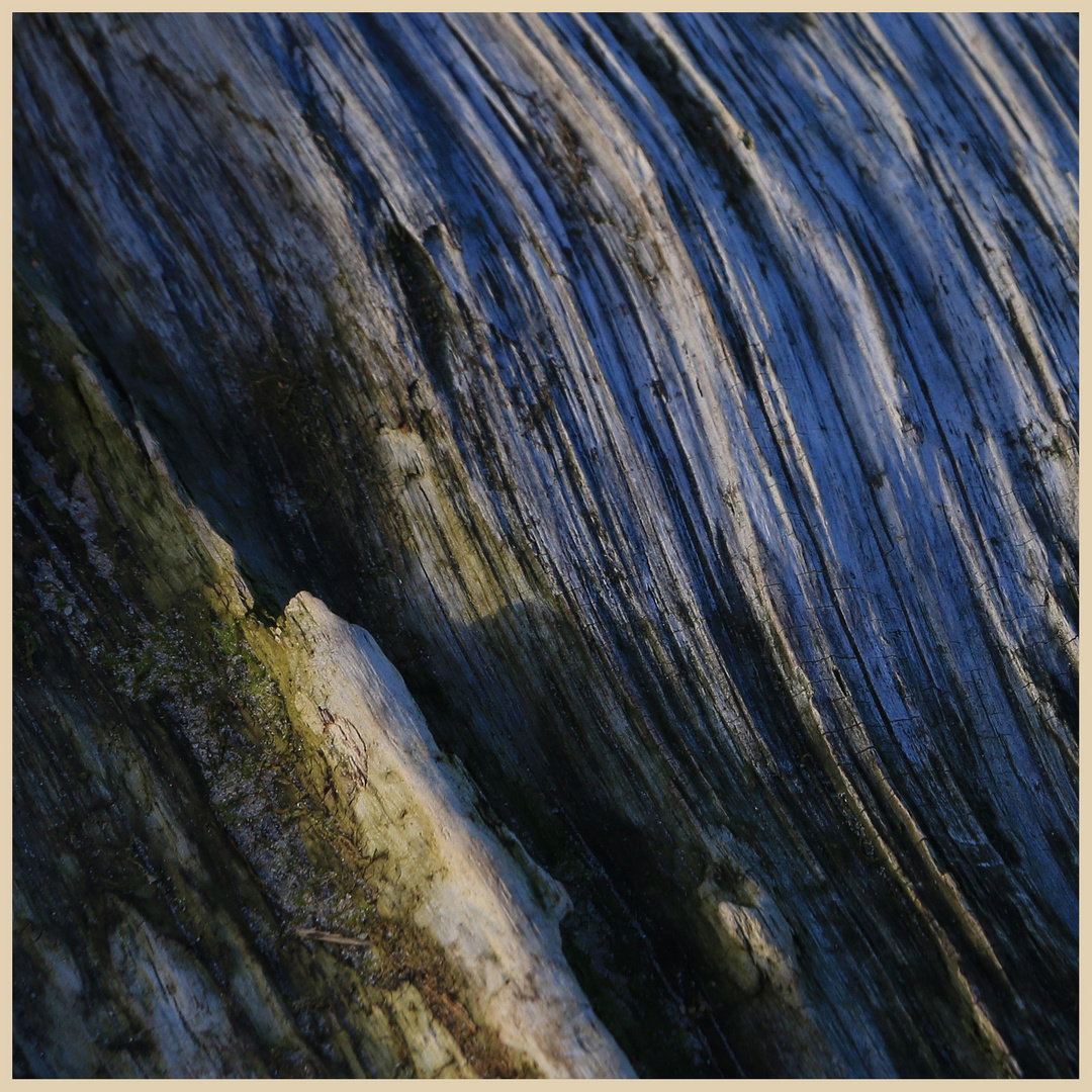 driftwood 3 beadnell bay