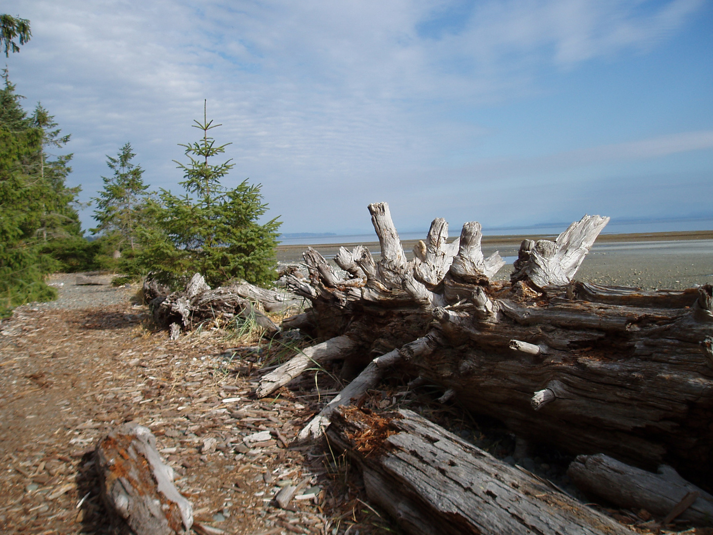 Driftwood