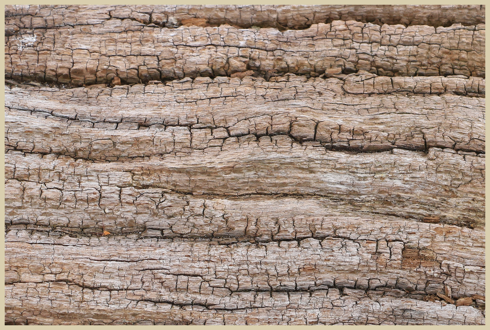 driftwood 5 holy island