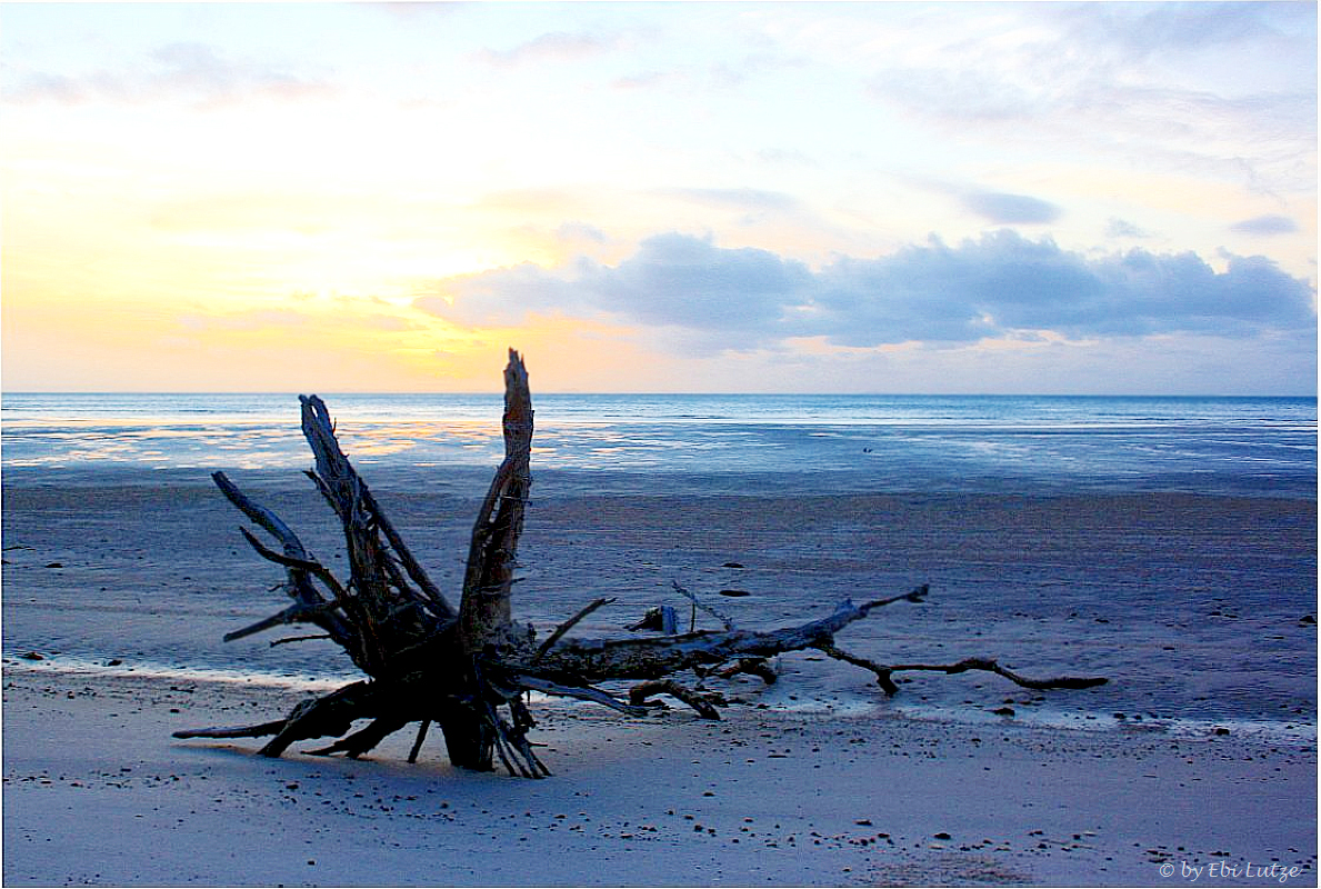 *** Driftwood ***