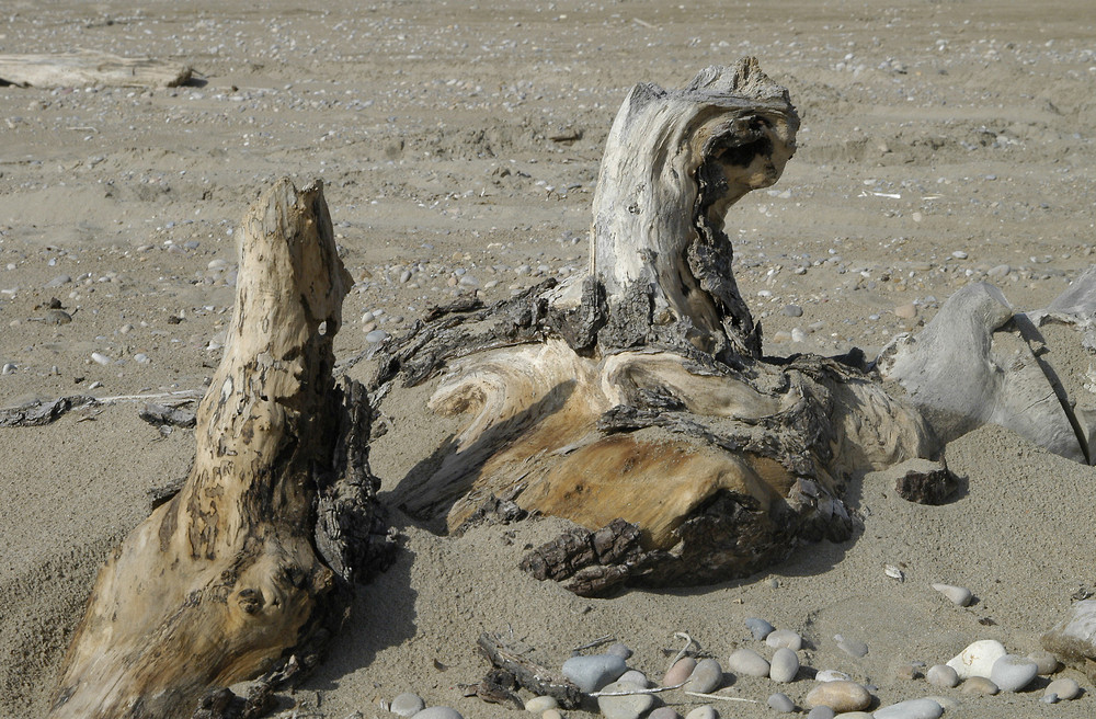 Driftwood