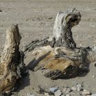 Driftwood