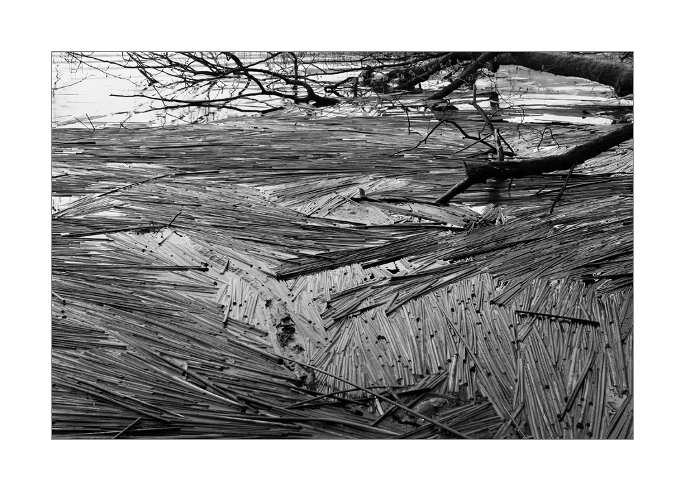 driftwood