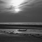 driftwood at sunset