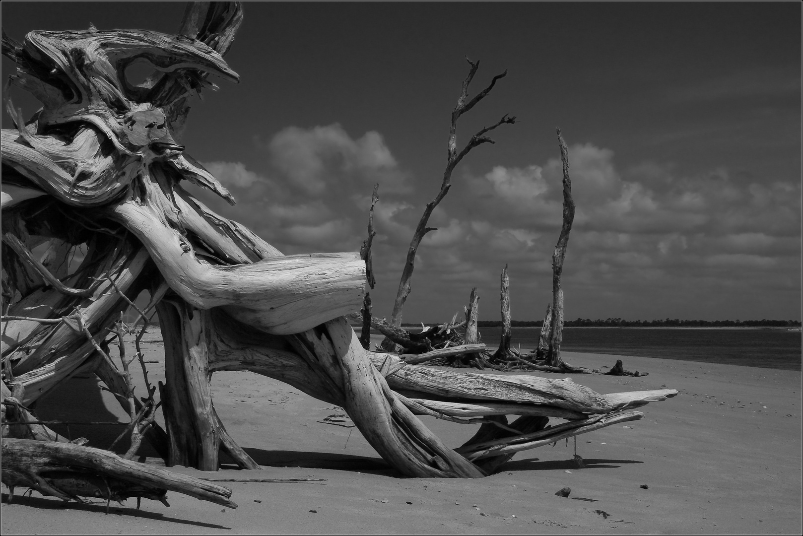 Driftwood