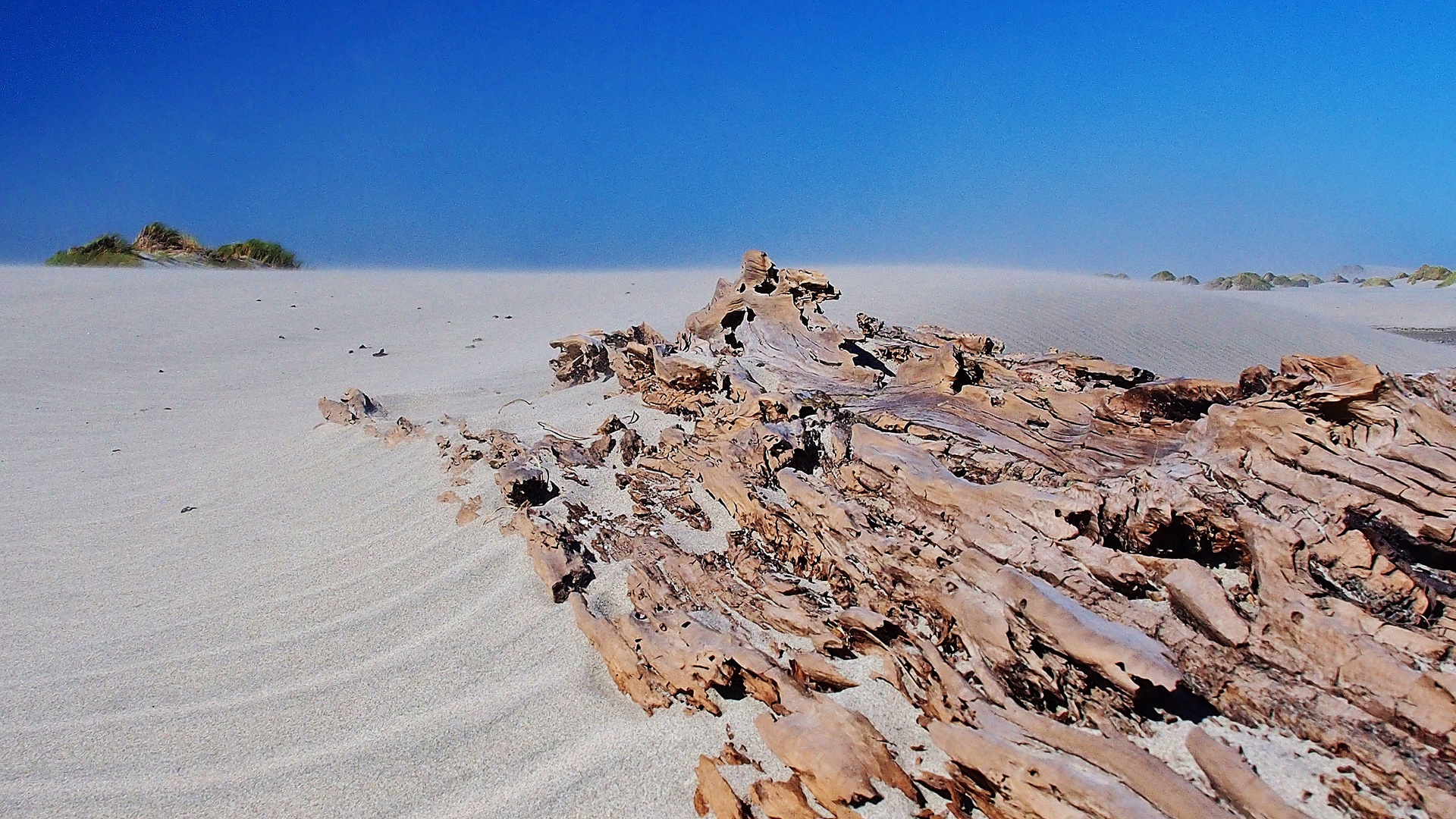 Driftwood... designed by nature