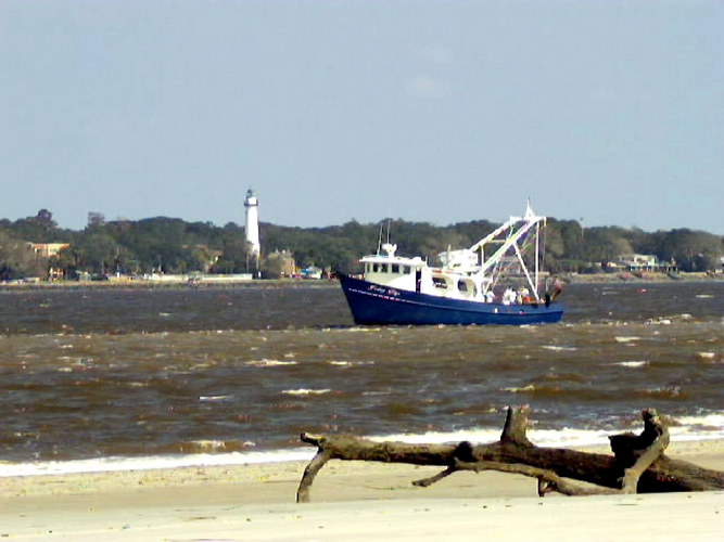 Driftwood