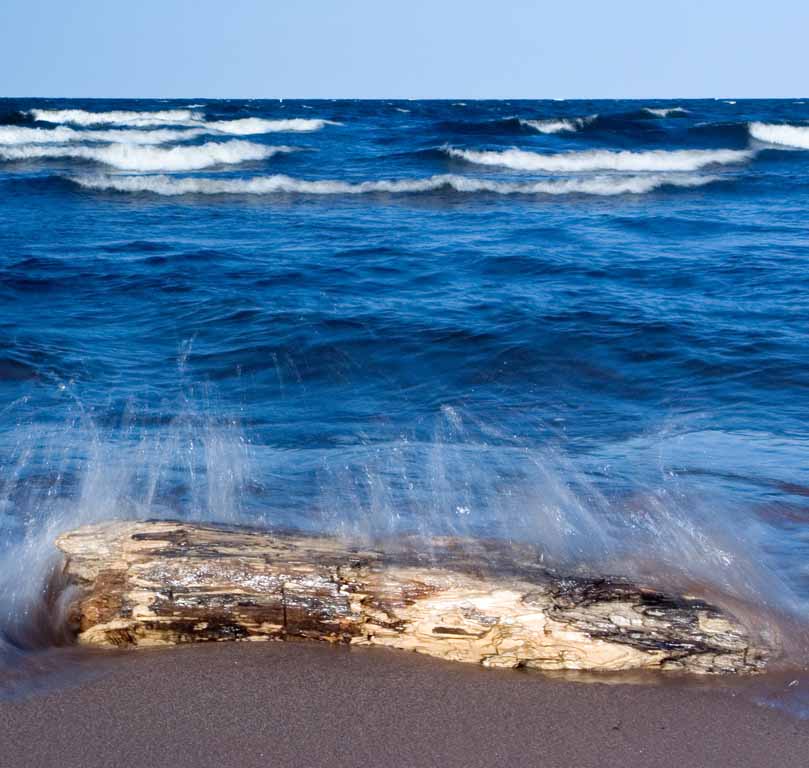 Driftwood