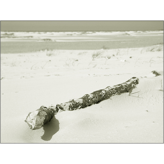 driftwood