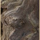 driftwood holy island