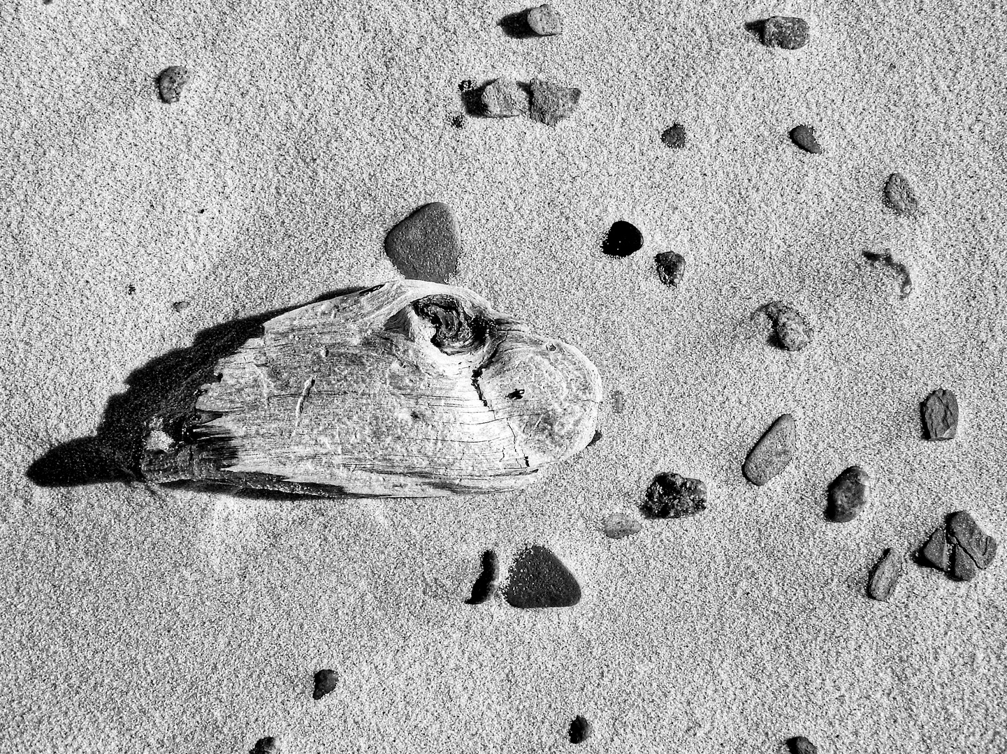 driftwood is hunting the swarm of stones