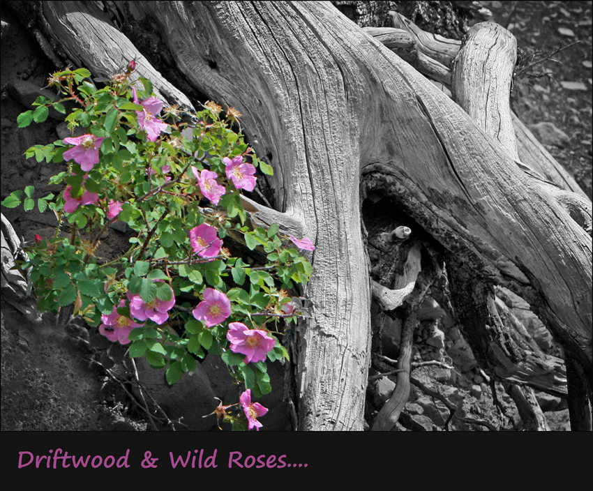 Driftwood & Wild Roses....