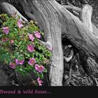 Driftwood & Wild Roses....