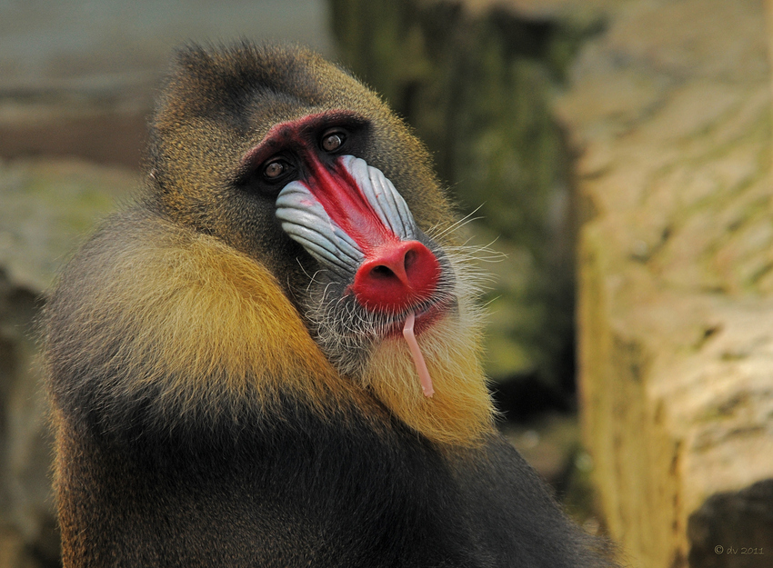 Drill Foto & Bild tiere, zoo, wildpark & falknerei, säugetiere Bilder
