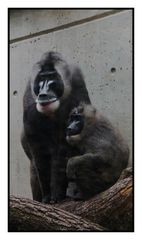 Drill Affenpaar