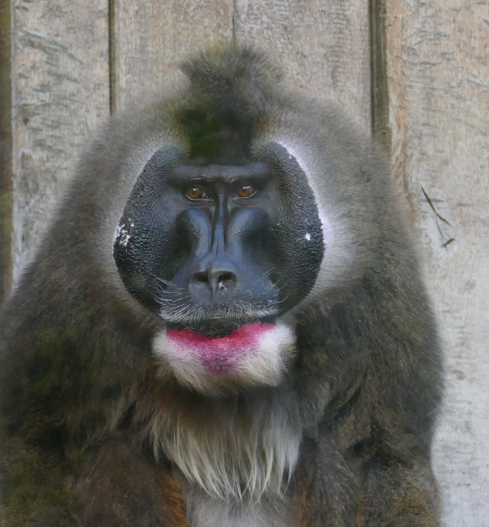 Drill im Wuppertaler Zoo