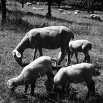 Drillinge ? (6-2025)