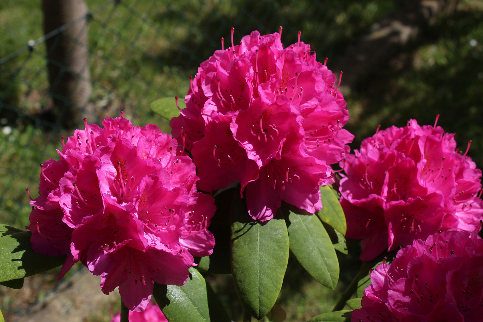 Drillinge im Garten