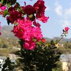 Drillingsblume (Bougainvillea) 