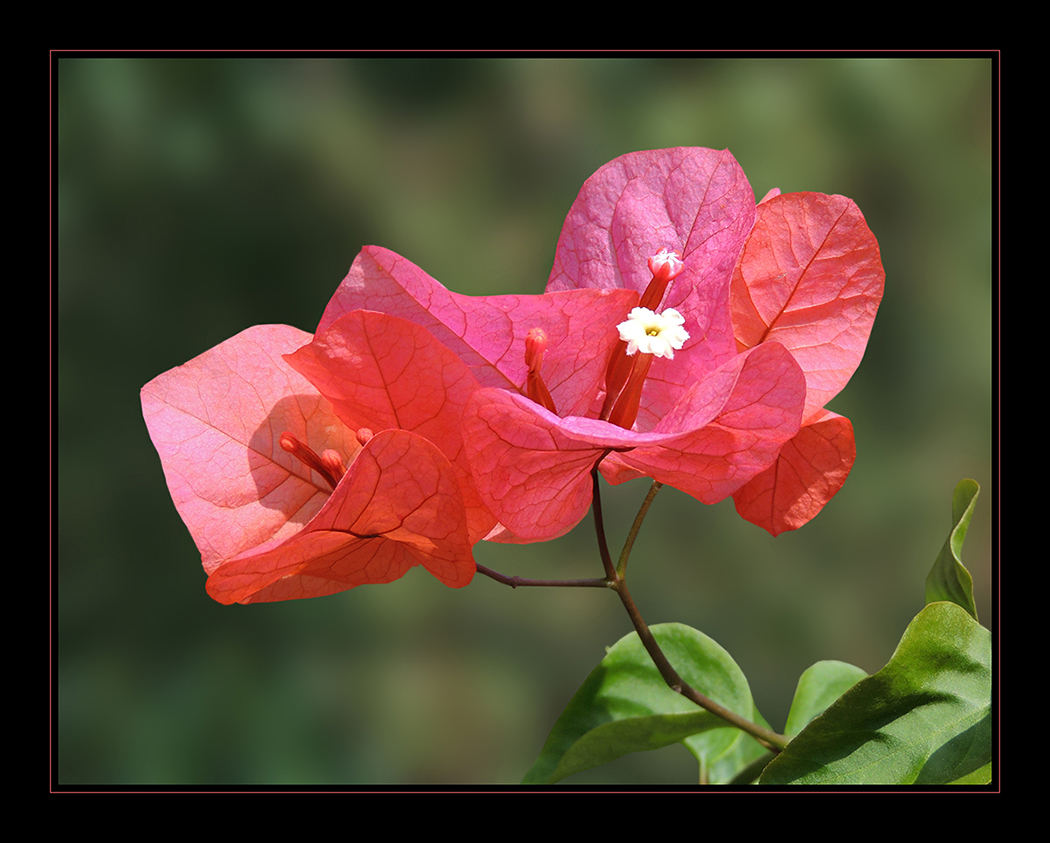 Drillingsblume - Bougainvillea