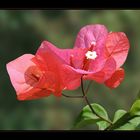 Drillingsblume - Bougainvillea