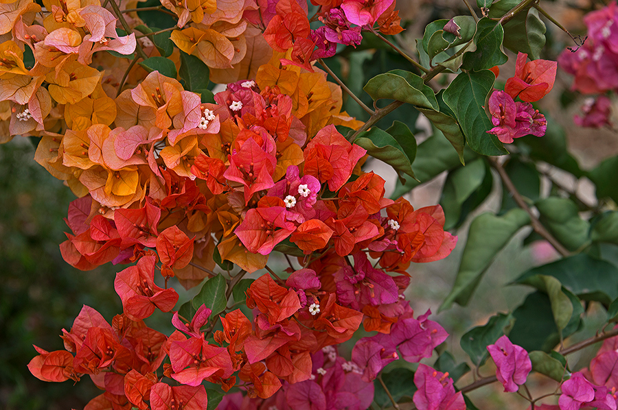 Drillingsblume - Bougainvilllea