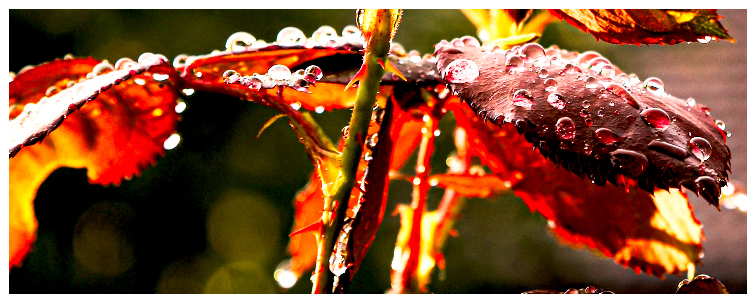 dringend gebraucht: Regen 