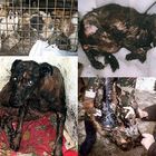 Dringende Hilfe für leidende Hunde in Rumänien !!!