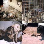 Dringende Hilfe für leidende Hunde in Rumänien !!!