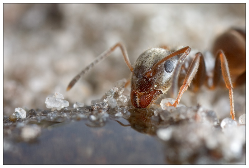 Drinking ant