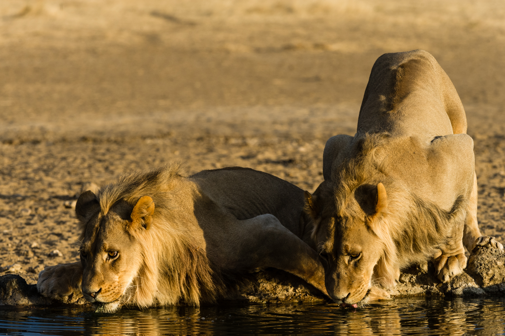 Drinking brothers