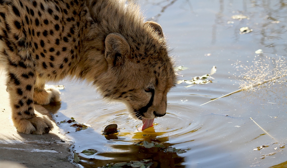 Drinking Cheetah - Kalahari - Botswana