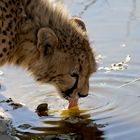 Drinking Cheetah - Kalahari - Botswana