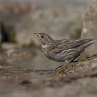 drinking corn bunting