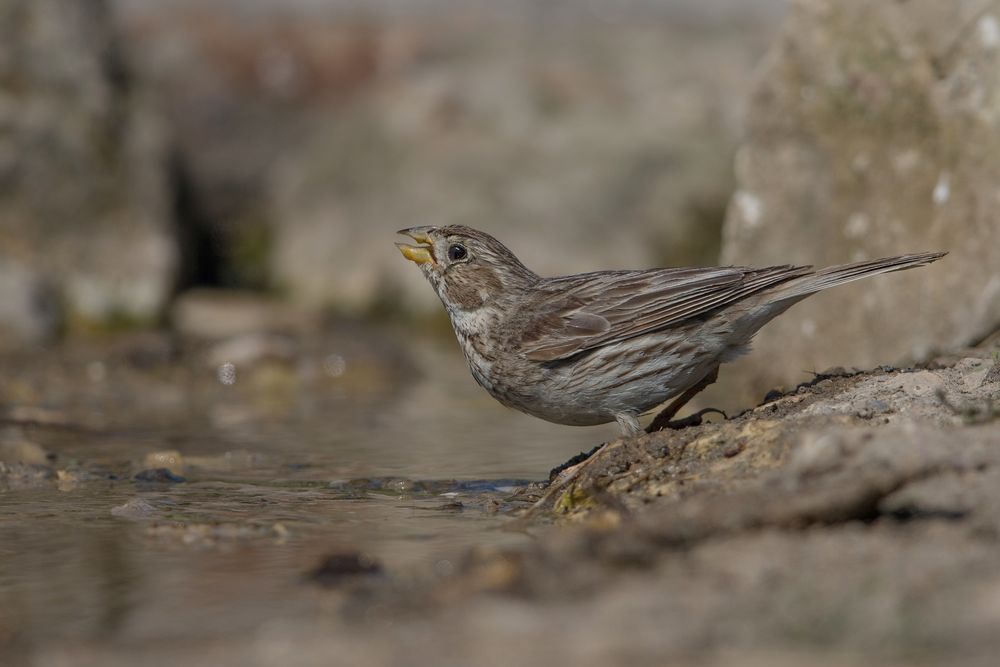 drinking corn bunting