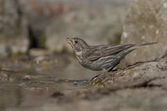 drinking corn bunting