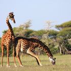 Drinking giraffe.