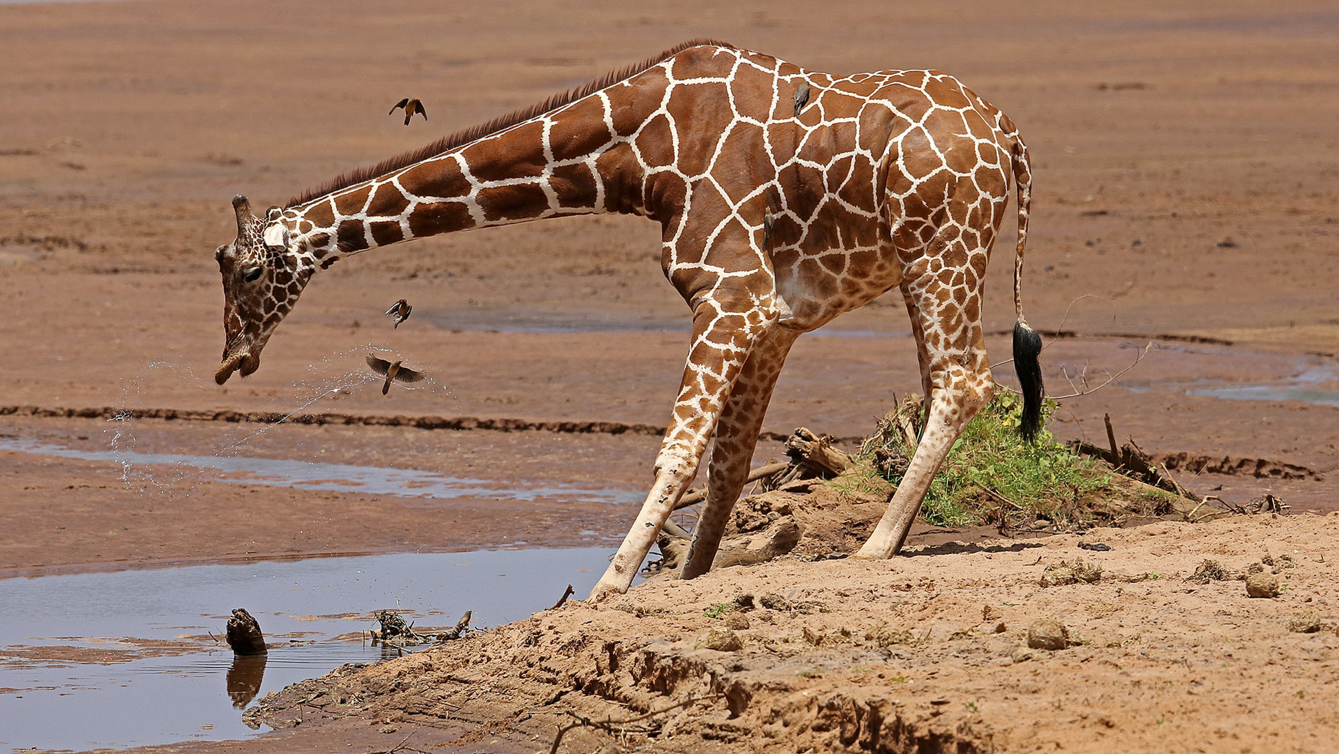 Drinking Giraffe