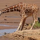 Drinking Giraffe