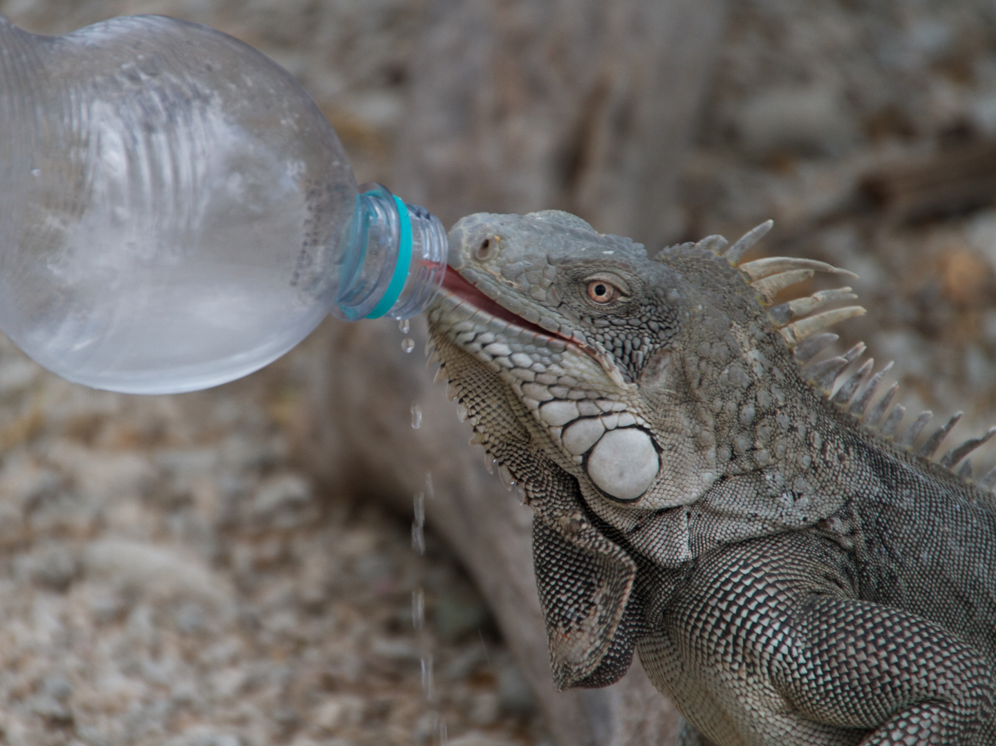 Drinking Leguan