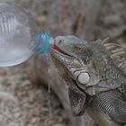 Drinking Leguan